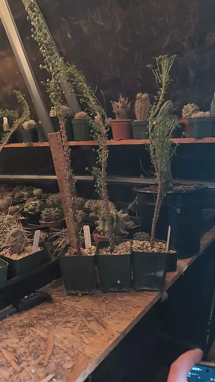 plant/m226 oxalis gigantea, 16"++ tall, gc-0