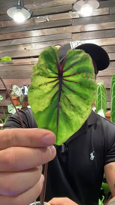 plant/Colocasia Pharaohs mask-0-thumbnail
