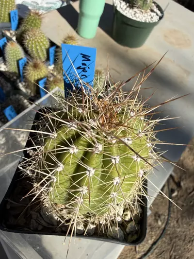 plant/889 Echinopsis major eruption-0-thumbnail