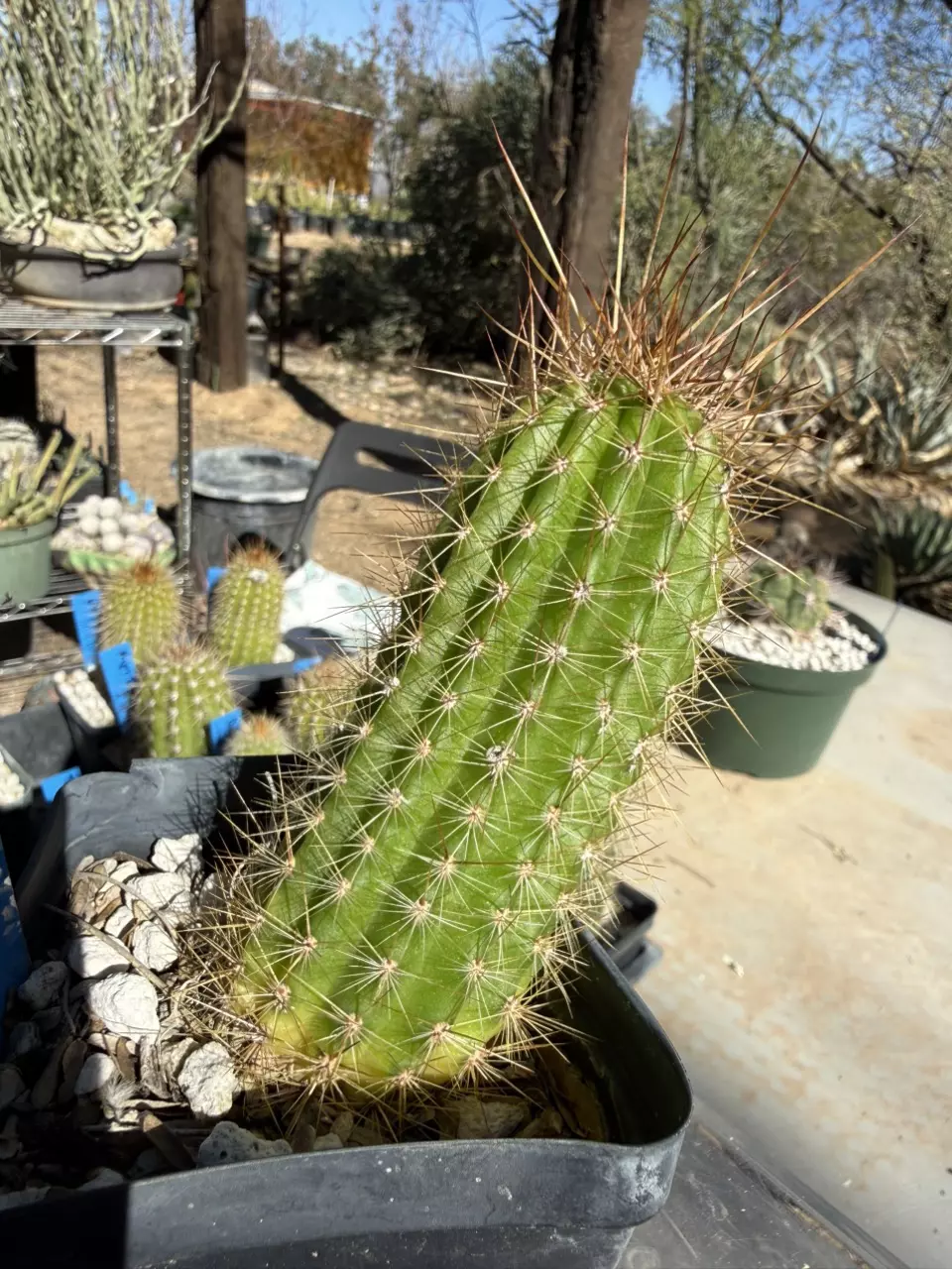 plant/884 Echinopsis volcanic sunset-4