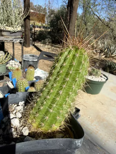 plant/884 Echinopsis volcanic sunset-4-thumbnail