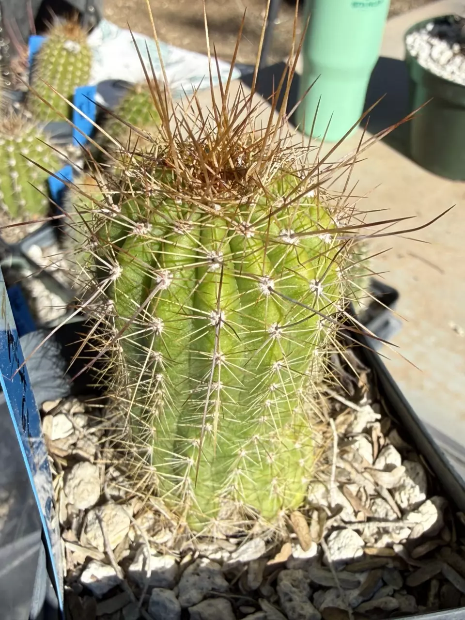 plant/886 Echinopsis apricot glow-0