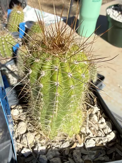 plant/886 Echinopsis apricot glow-0-thumbnail