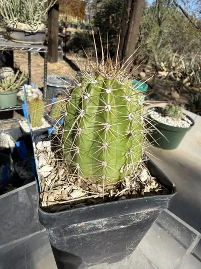plant/889 Echinopsis major eruption-3-thumbnail