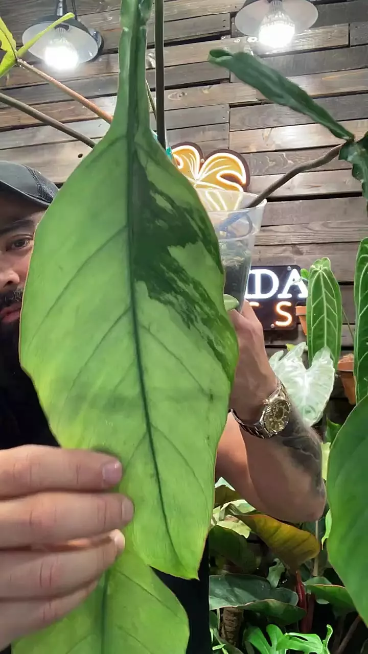 plant/Mint Joepii Philodendron-0