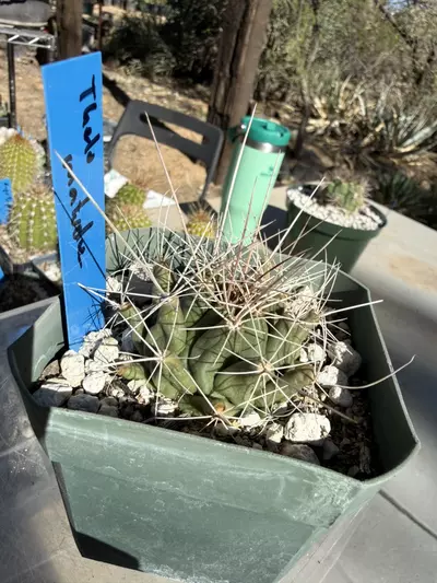 plant/892 Thelocactus matudae-3-thumbnail