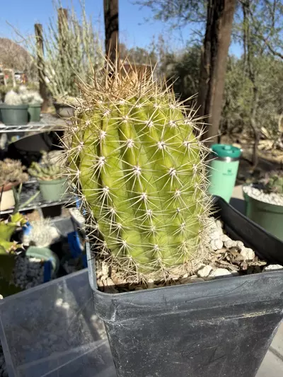 plant/883 Echinopsis western yellow-2-thumbnail