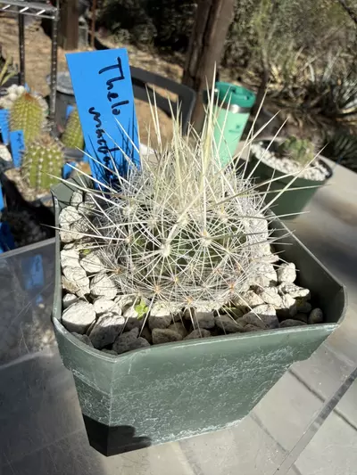 plant/894 Thelocactus macdowellii-3-thumbnail