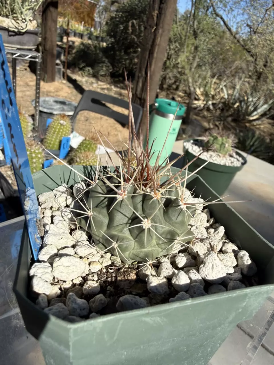 plant/893 Thelocactus rinconensis-4