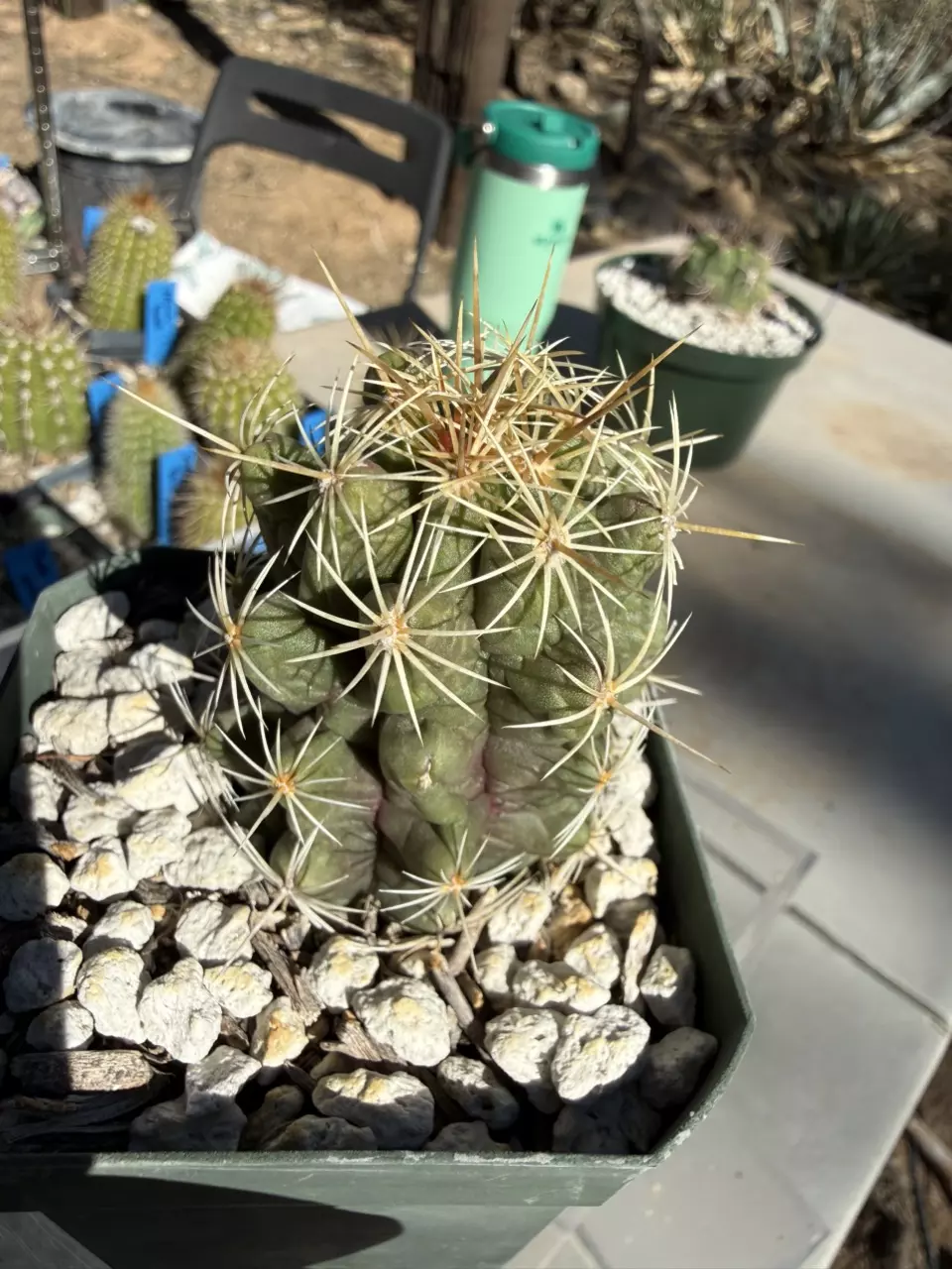 plant/891 Thelocactus schmollii-1