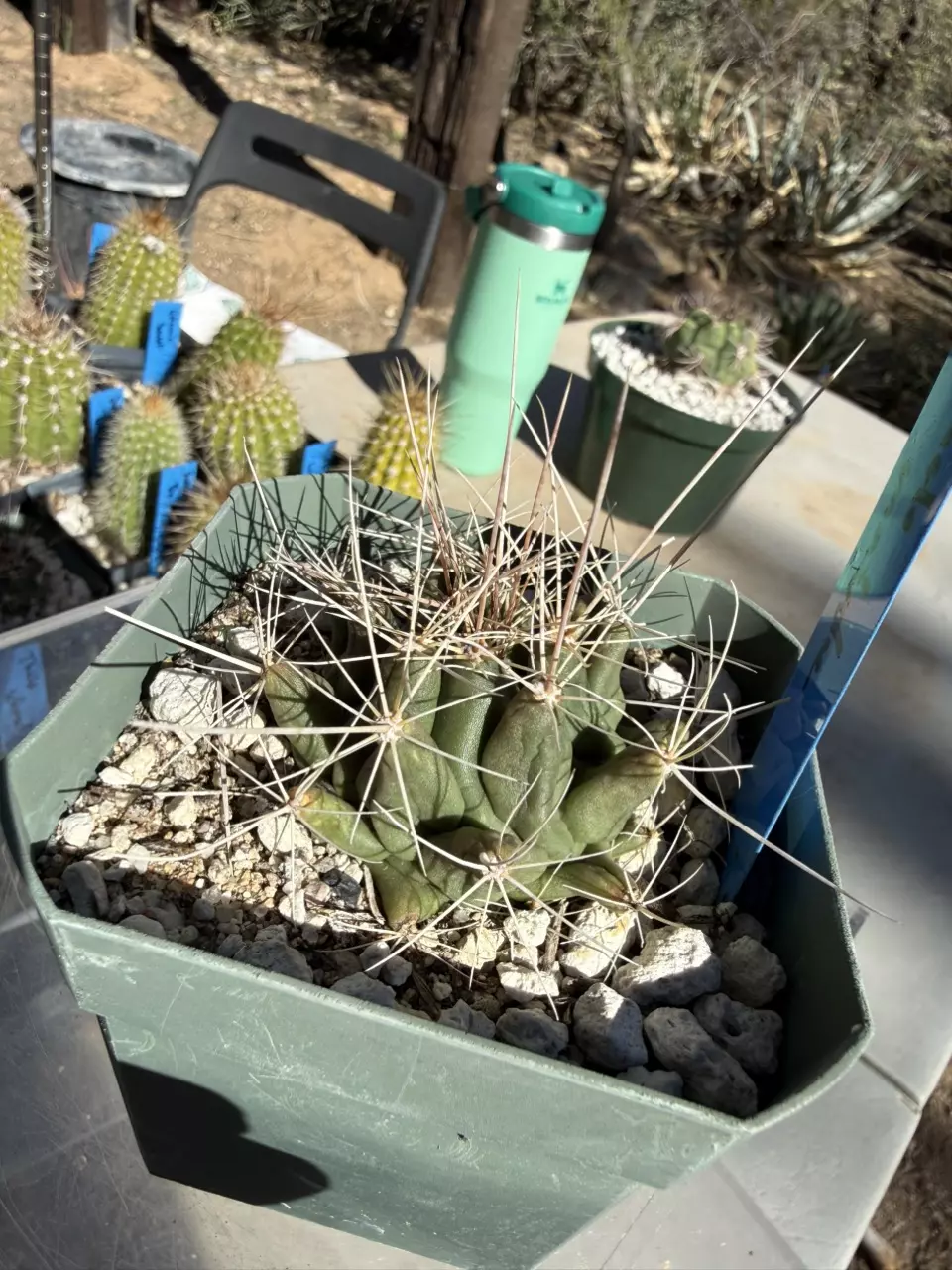 plant/892 Thelocactus matudae-1