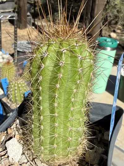 plant/886 Echinopsis apricot glow-1-thumbnail