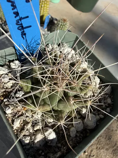 plant/892 Thelocactus matudae-0-thumbnail
