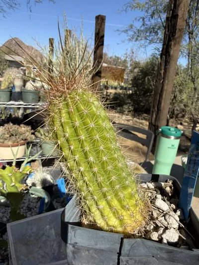 plant/884 Echinopsis volcanic sunset-2-thumbnail