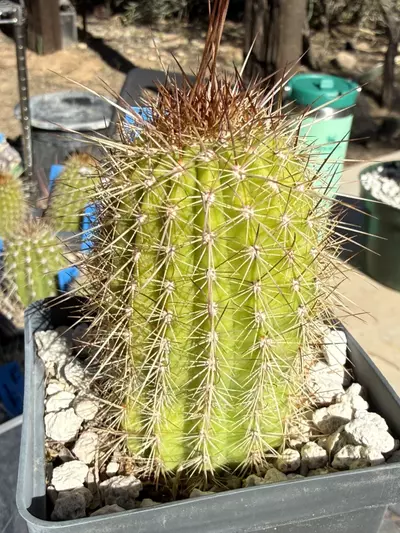 plant/887 Echinopsis Fuente de Sangre-2-thumbnail