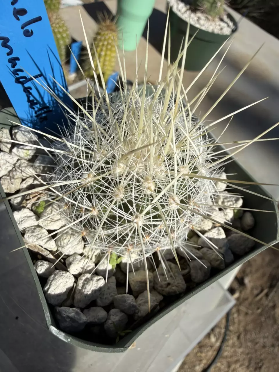 plant/894 Thelocactus macdowellii-1