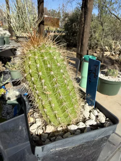 plant/885 Echinopsis purple daze-1-thumbnail