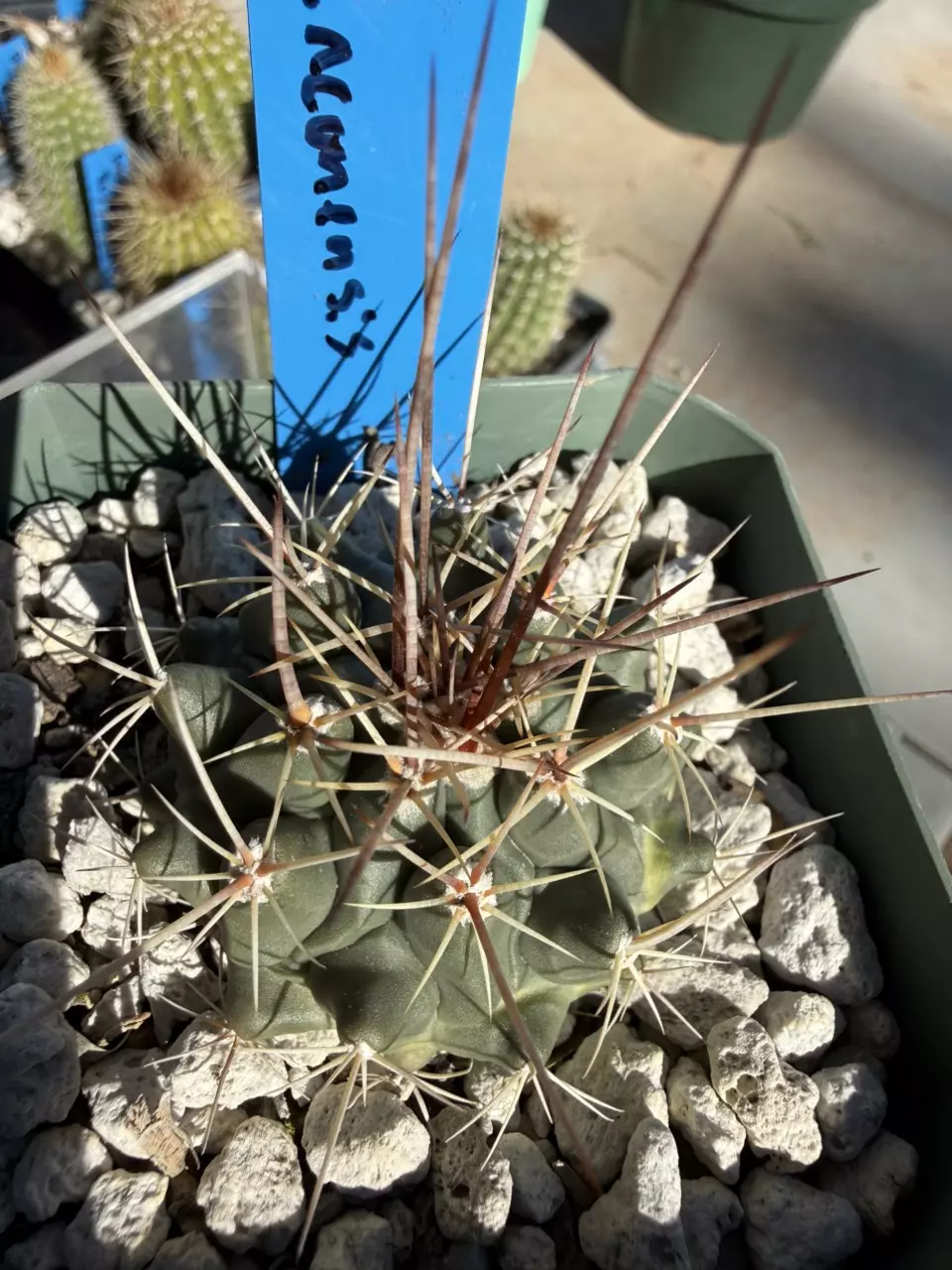 plant/893 Thelocactus rinconensis-0