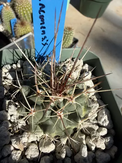 plant/893 Thelocactus rinconensis-0-thumbnail