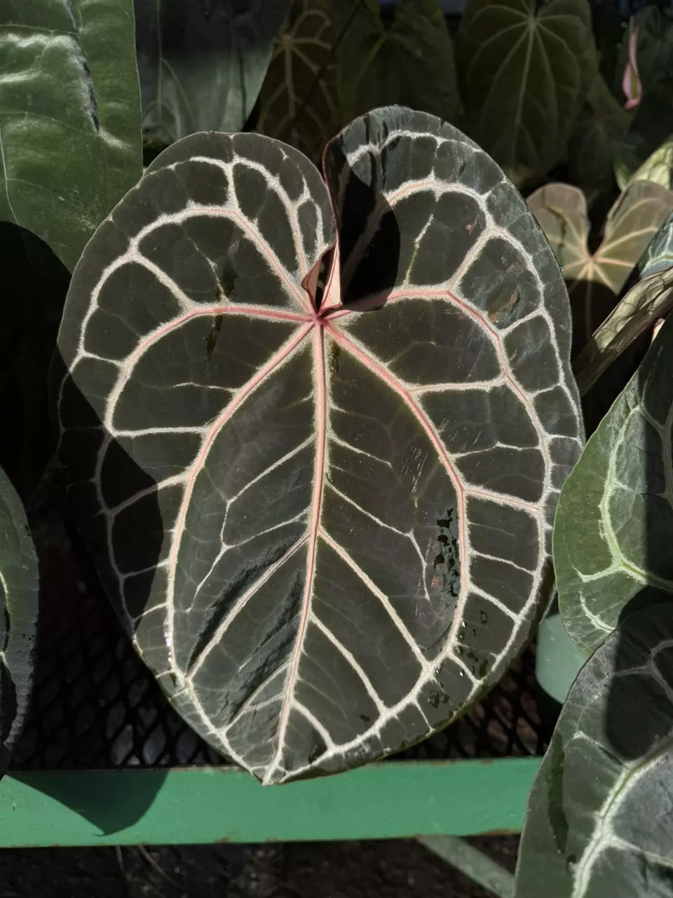 plant/Tezula anthurium Red Crystal-0