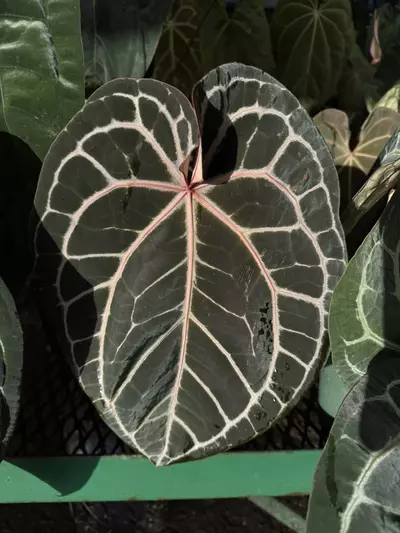 plant/Tezula anthurium Red Crystal-0-thumbnail