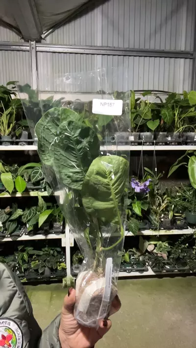 plant/np157 anth lanjowii cf-0-thumbnail