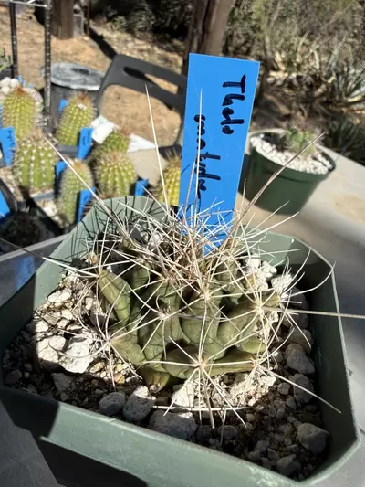 plant/892 Thelocactus matudae-2-thumbnail
