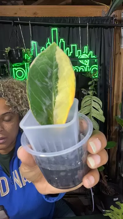 plant/Variegated ZZ cutting-0-thumbnail