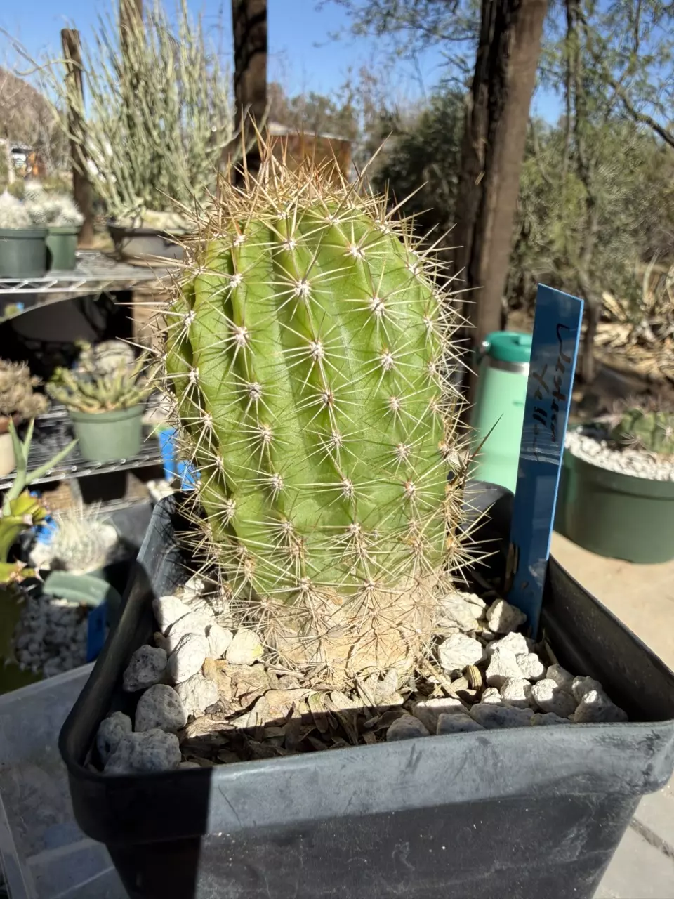 plant/883 Echinopsis western yellow-1