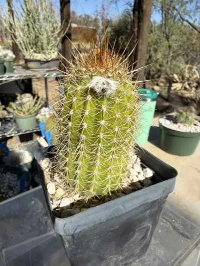 plant/885 Echinopsis purple daze-2-thumbnail