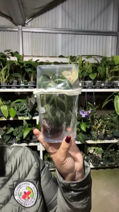 plant/np158 anth carlablackiae-0-thumbnail