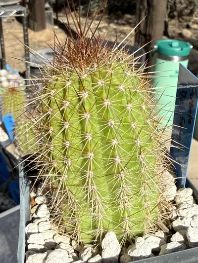 plant/887 Echinopsis Fuente de Sangre-1-thumbnail