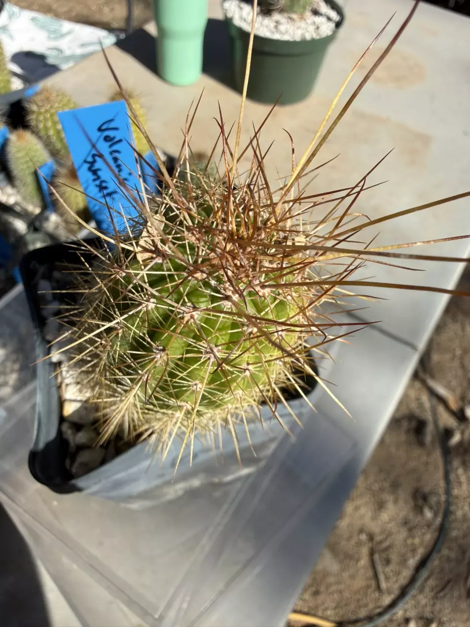 plant/884 Echinopsis volcanic sunset-0