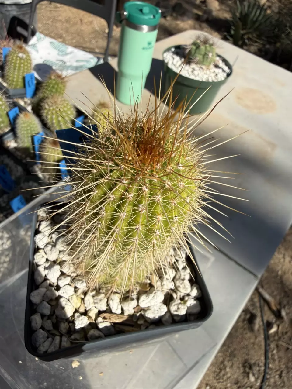 plant/890 Echinopsis glorious-0