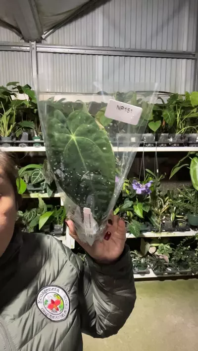 plant/np151 anth emerald throne-0-thumbnail