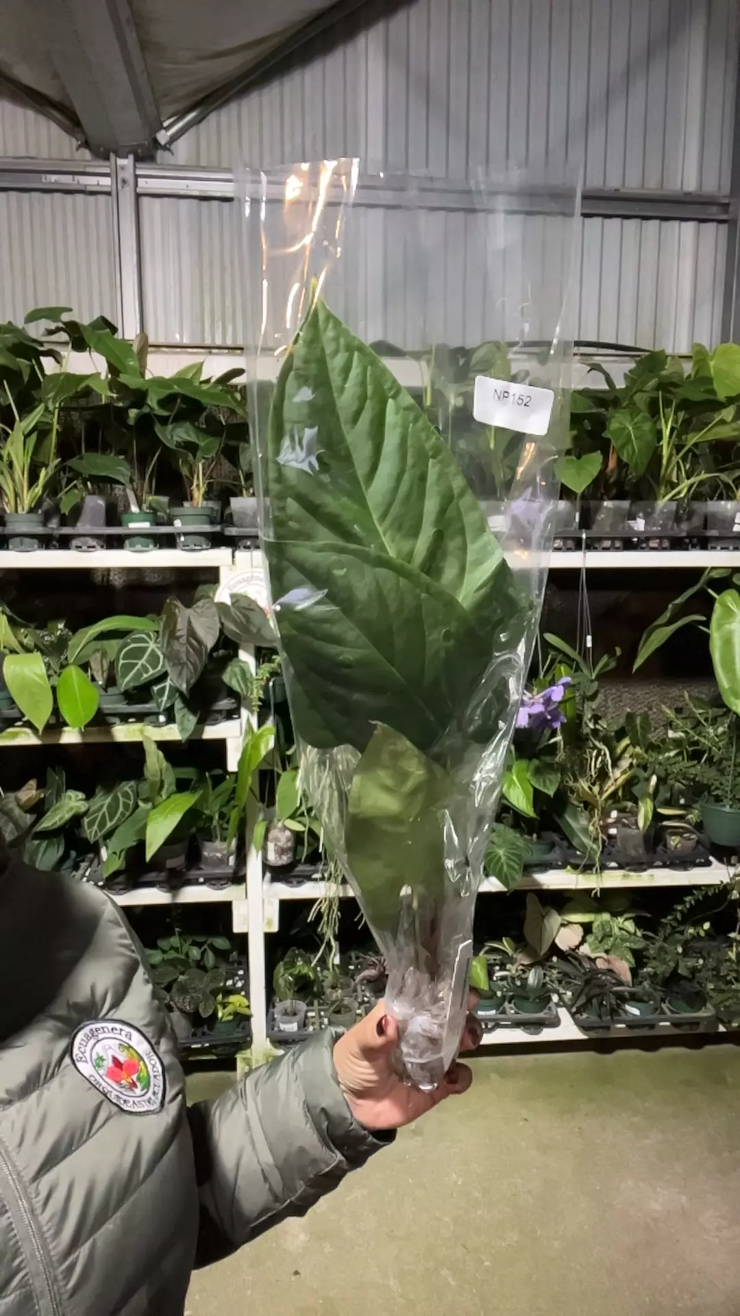 plant/np152 anth espiritu de Montana-0