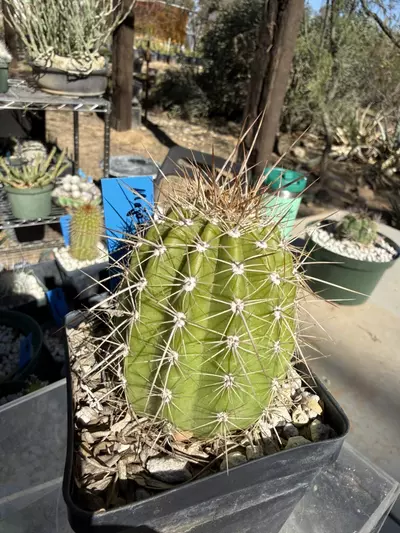 plant/889 Echinopsis major eruption-2-thumbnail
