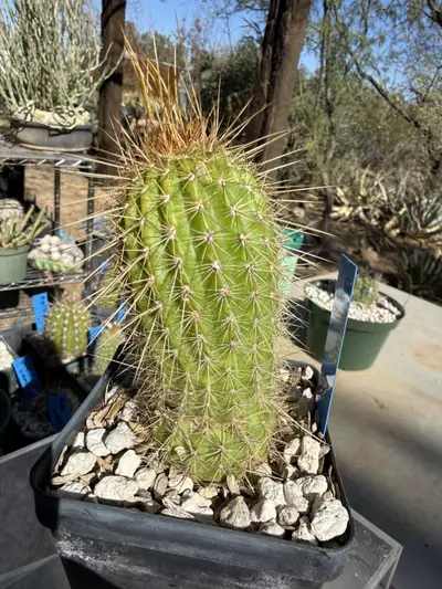 plant/890 Echinopsis glorious-1-thumbnail