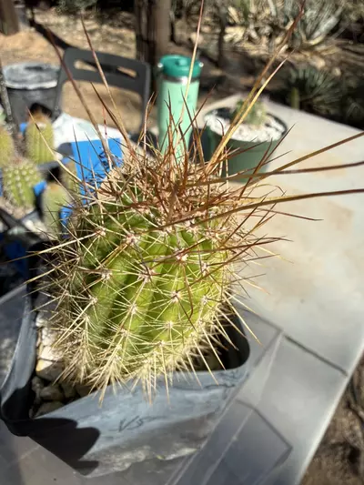 plant/884 Echinopsis volcanic sunset-1-thumbnail