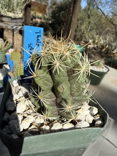 plant/891 Thelocactus schmollii-3-thumbnail