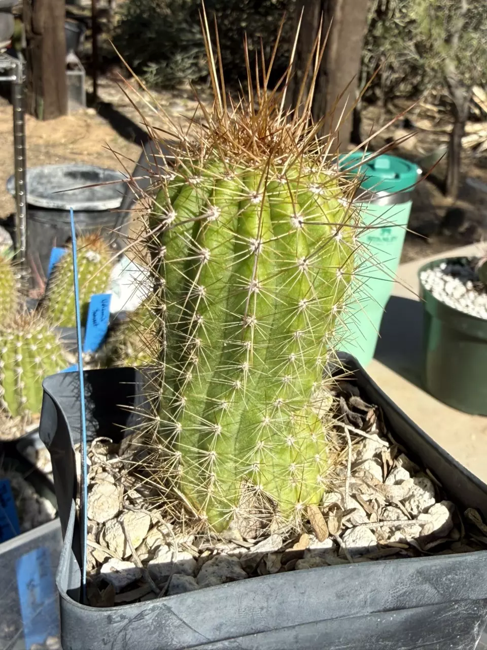 plant/886 Echinopsis apricot glow-3