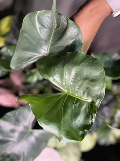 plant/alocasia stingray-0-thumbnail