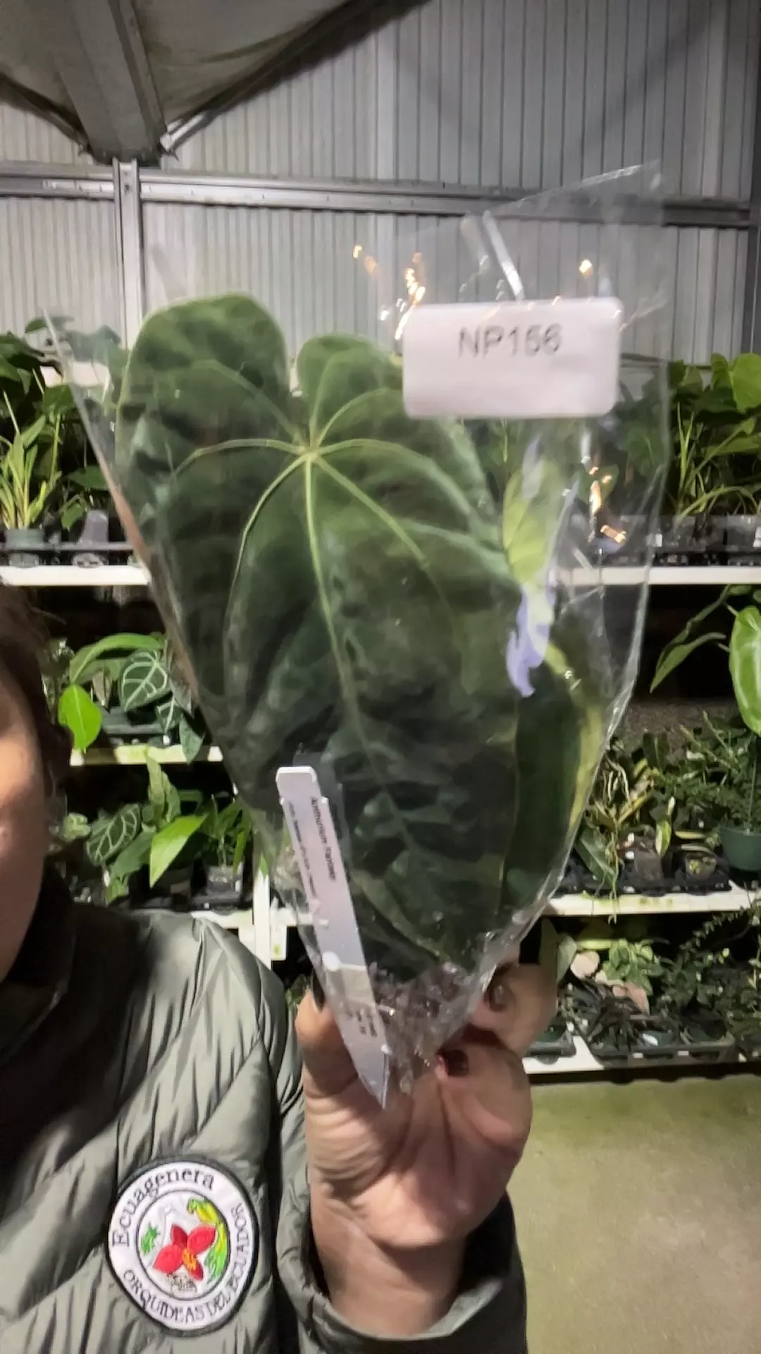 plant/np156 anth fantasy-0