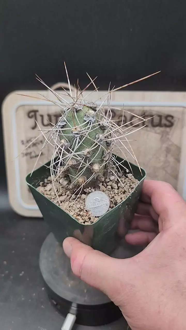 plant/m230 cumulopuntia crassicylindrica 3" pot-0