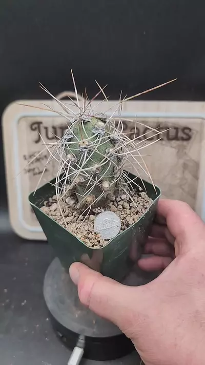 plant/m230 cumulopuntia crassicylindrica 3" pot-0-thumbnail