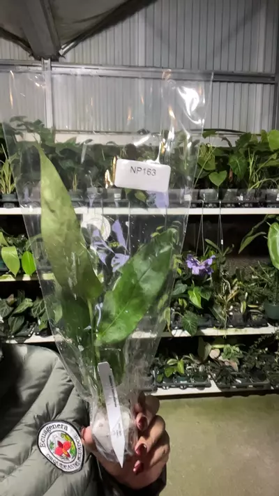 plant/np163 anth bomboizence a-0-thumbnail