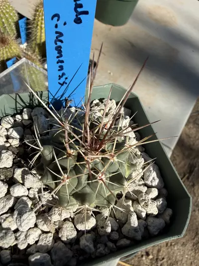 plant/893 Thelocactus rinconensis-1-thumbnail