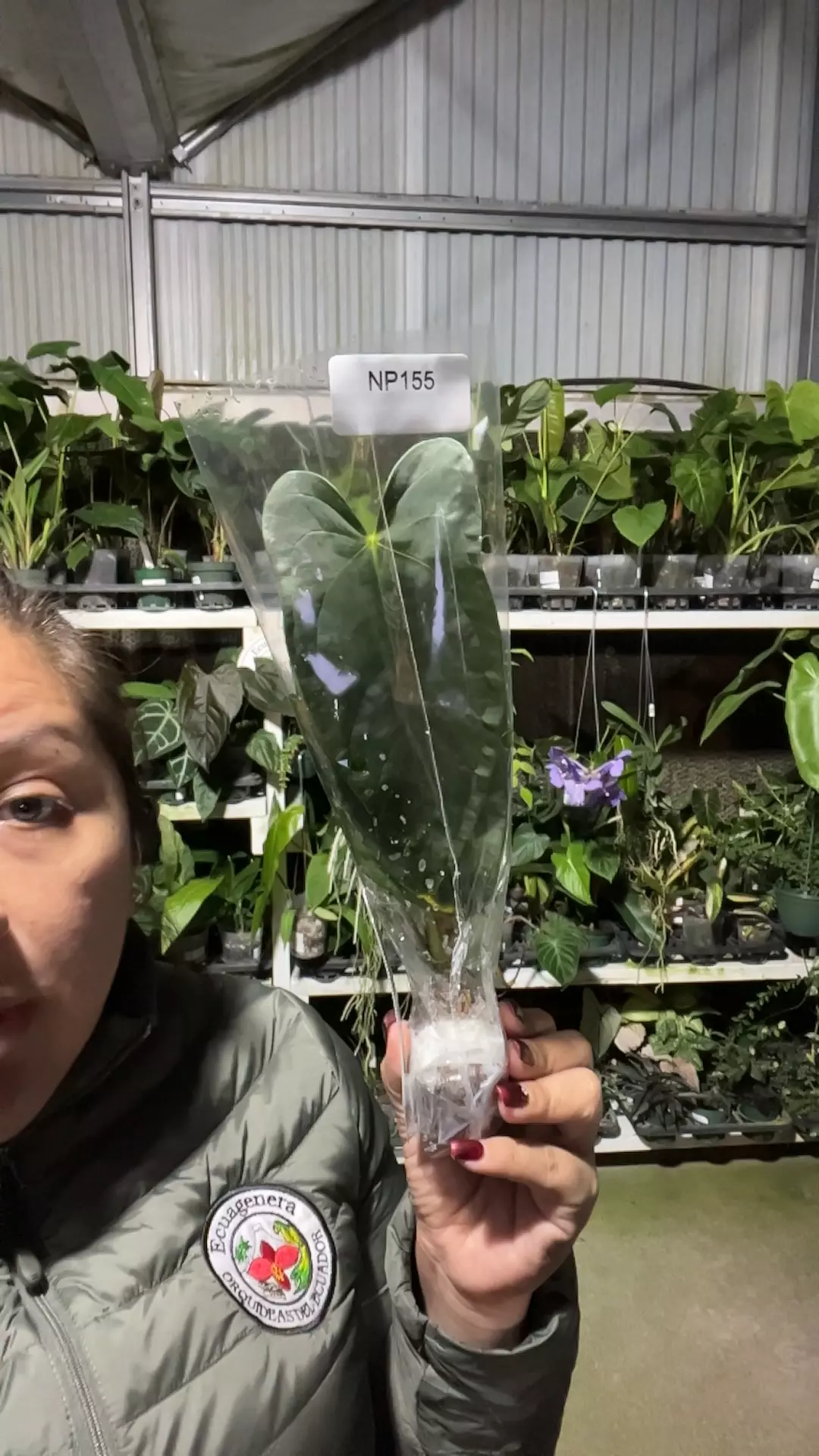 plant/np155 Anth Noel’s novelty-0