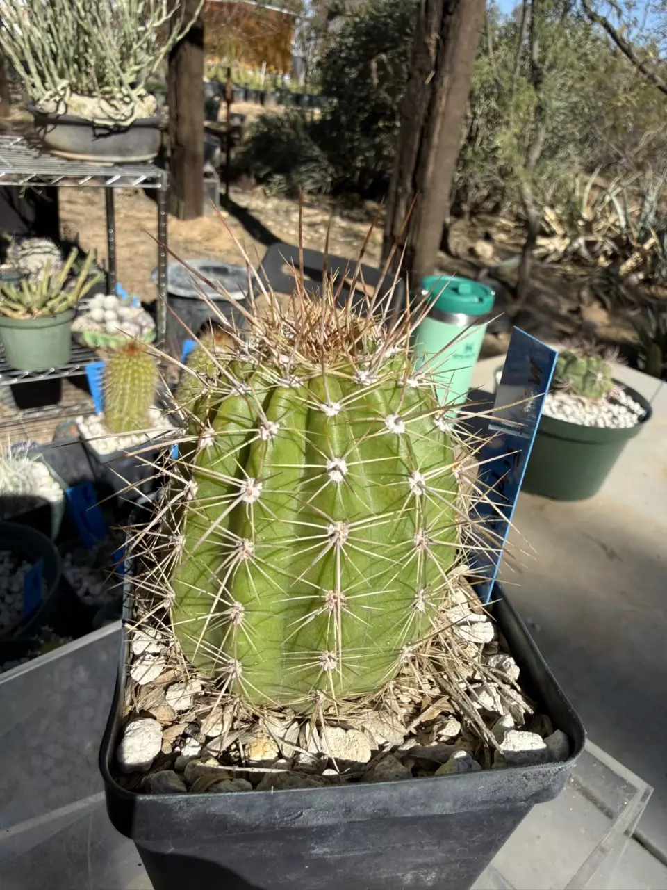 plant/889 Echinopsis major eruption-1