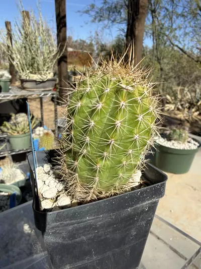 plant/883 Echinopsis western yellow-3-thumbnail